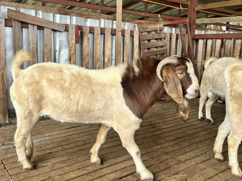 Boer Goat, Imported Goat , Boer Bakra Available — photo 3