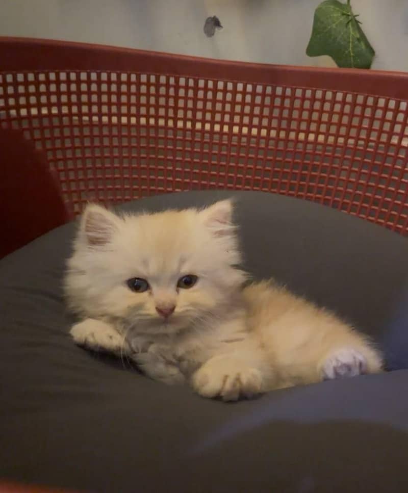female version kitten 0