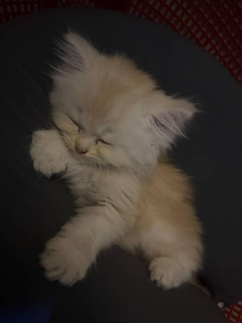 female version kitten 1