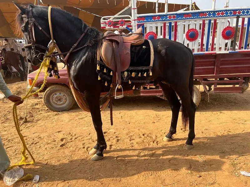62” Mix Black Nezabaaz Horse