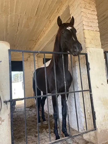 62” Mix Black Nezabaaz Horse — photo 3