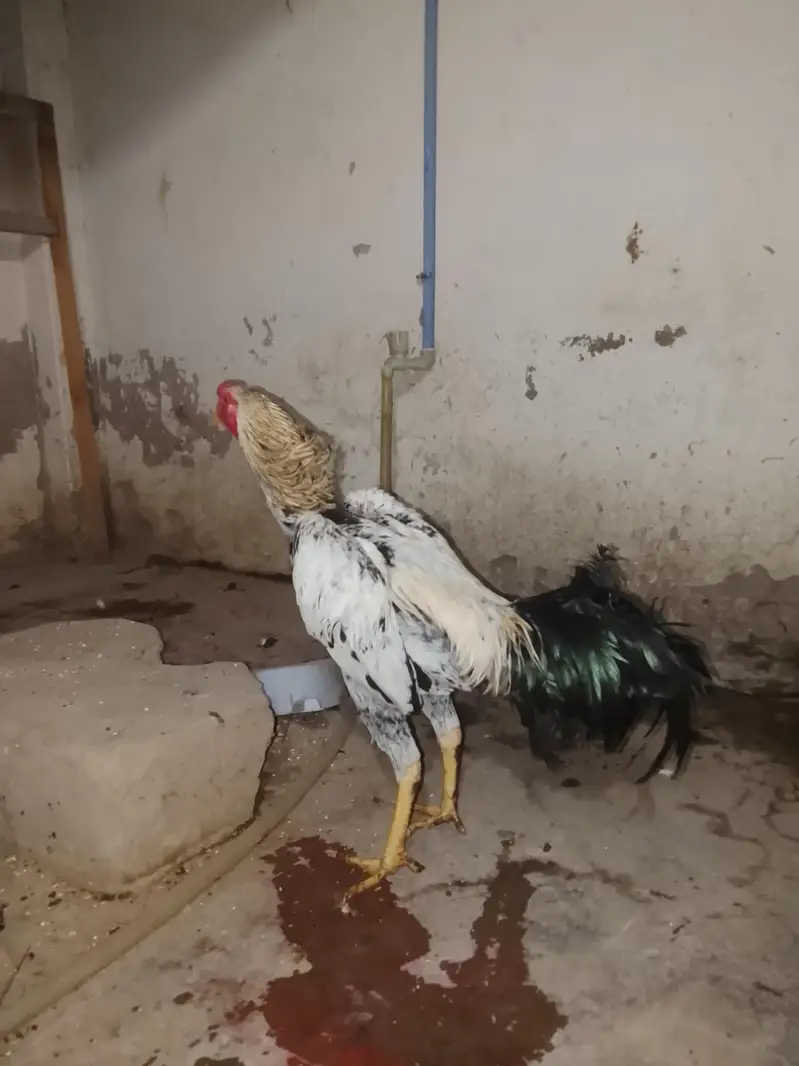 out class ASEEL male for sale — photo 2