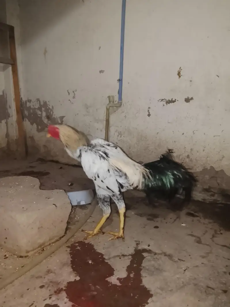 out class ASEEL male for sale — photo 3