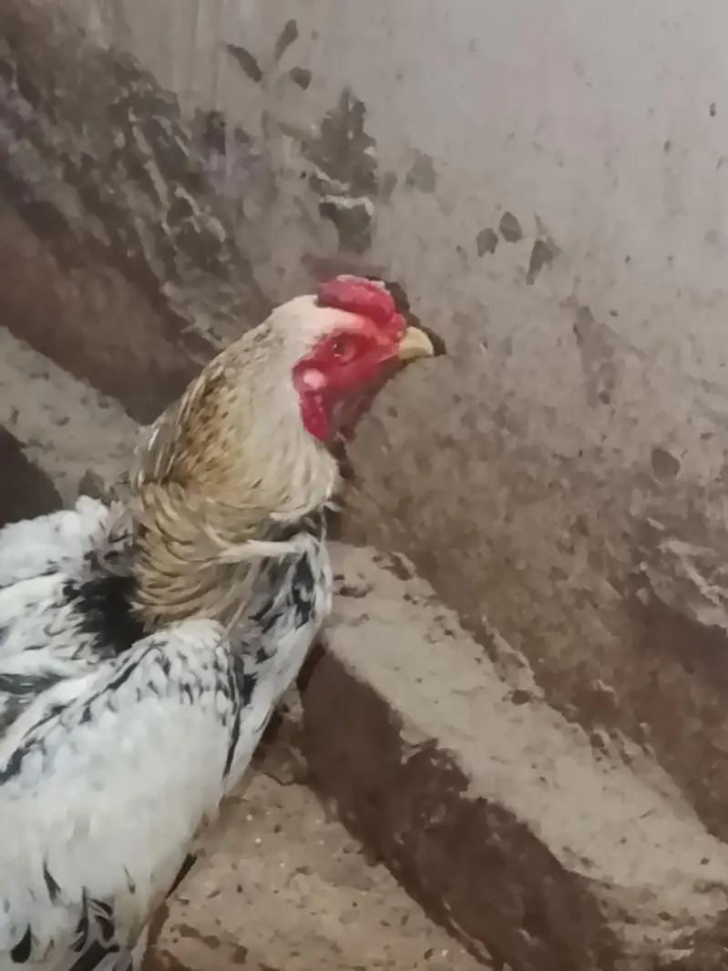 out class ASEEL male for sale — photo 4