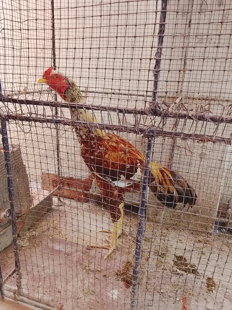 out class ASEEL male for sale — photo 6