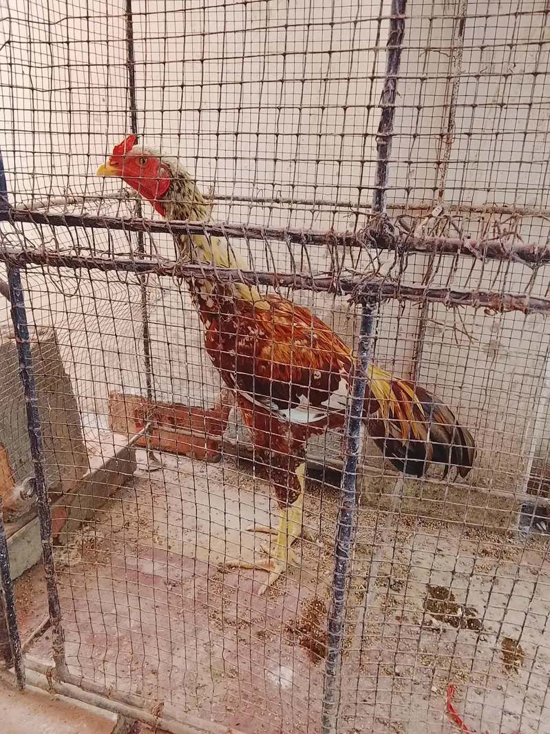 out class ASEEL male for sale — photo 7