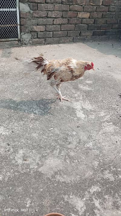 Pure Desi Hen