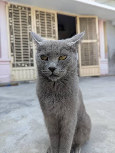 Russian Blue shorthair