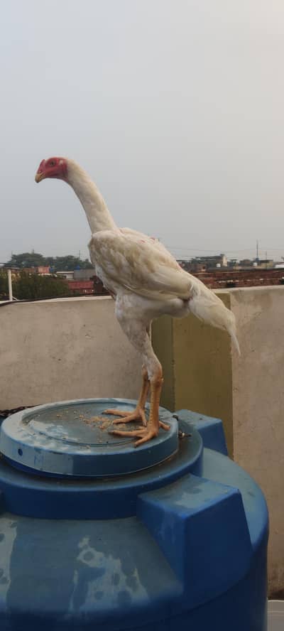 WHITE KING O SHAMO MALE