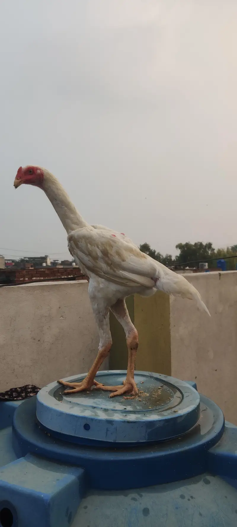 WHITE KING O SHAMO MALE — photo 2