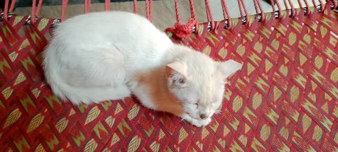 full white friendly cat