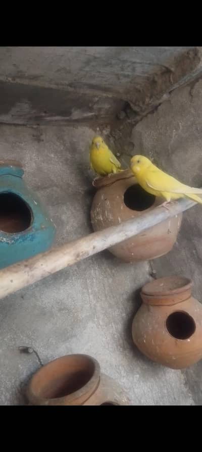 budgies pair