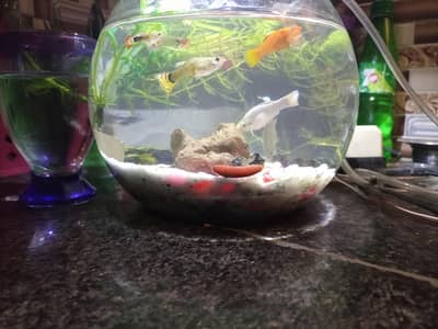 Guppy & molly adult