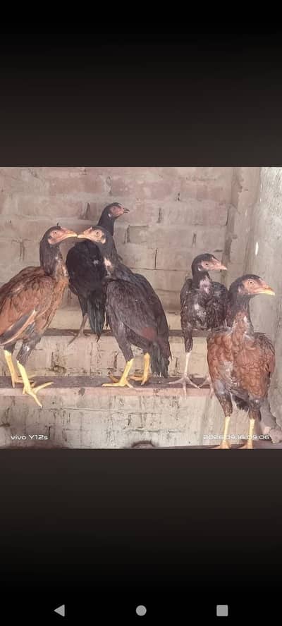 2 pair aseel mianwali