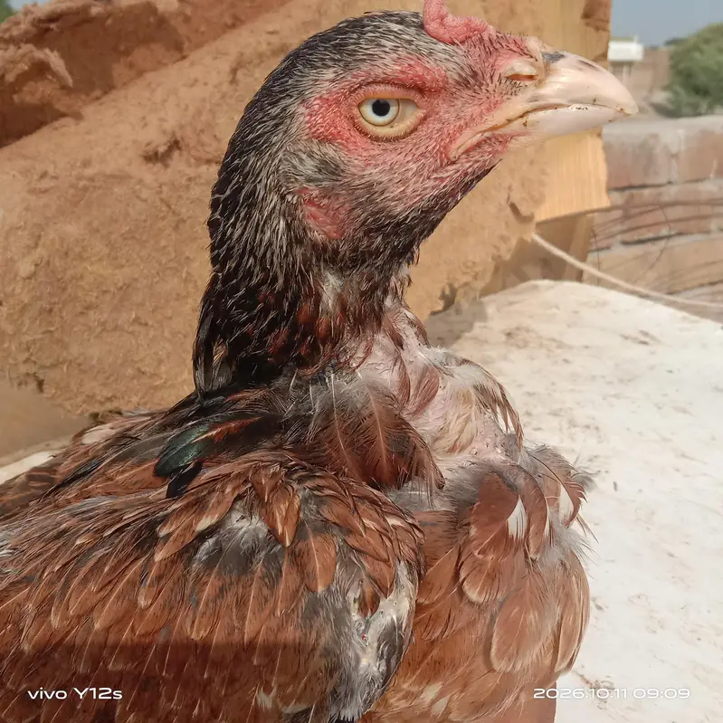 2 pair aseel mianwali — photo 2