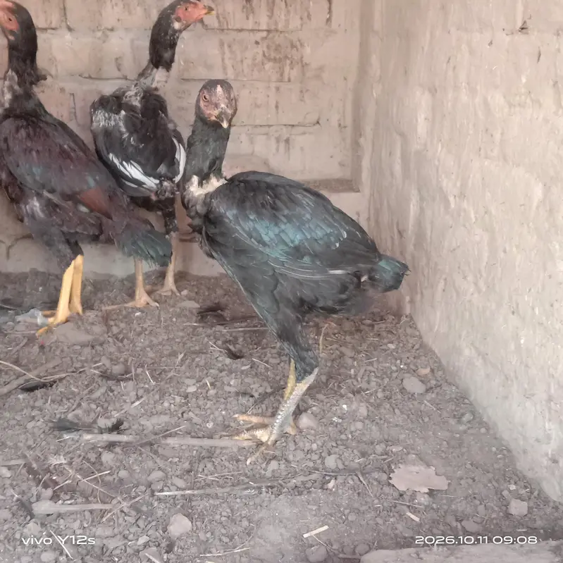 2 pair aseel mianwali — photo 3