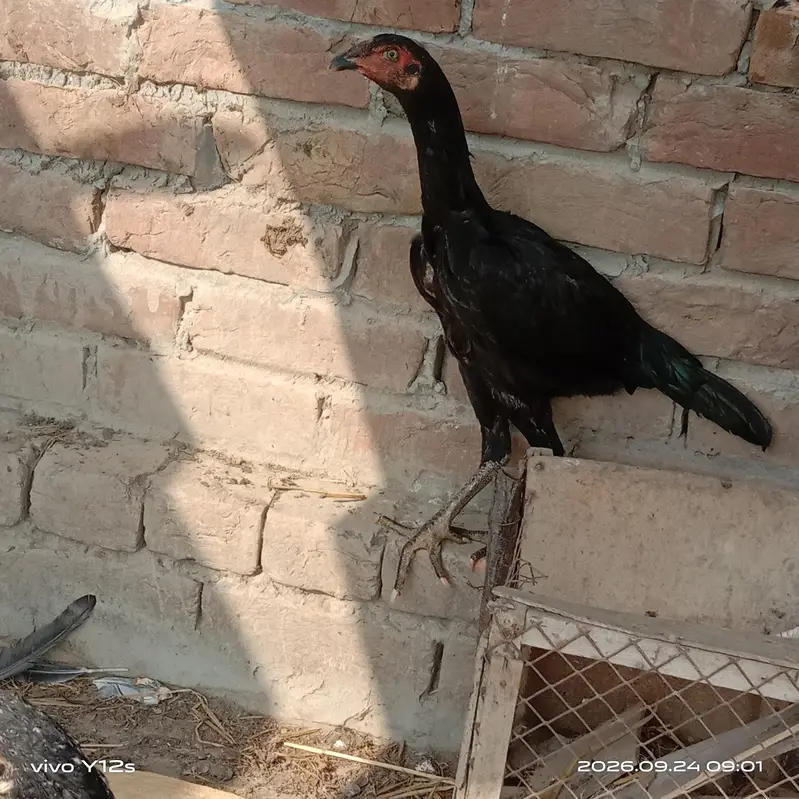 2 pair aseel mianwali — photo 4