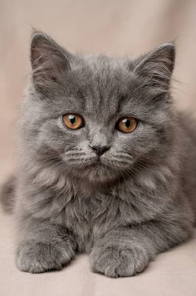 Beautiful kitten Available for Sale