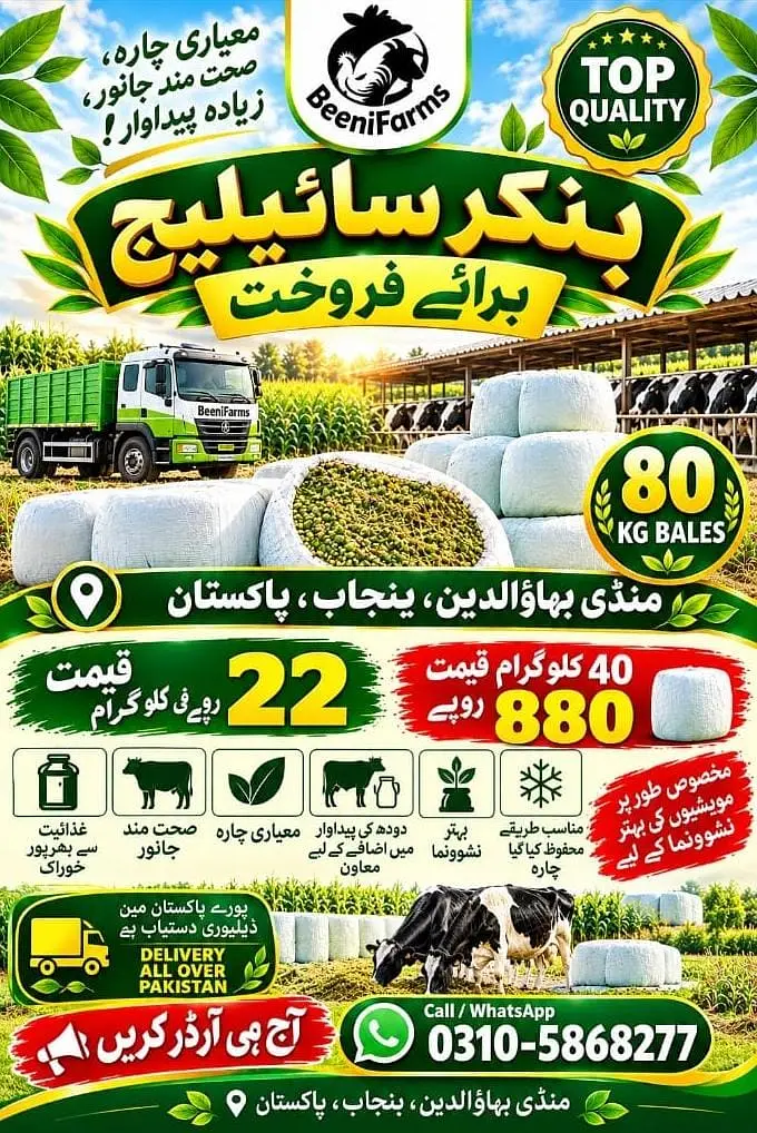 silage | cow feed | Animal feed | silage per kg : 22Rs / 40kg : 880/- — photo 2