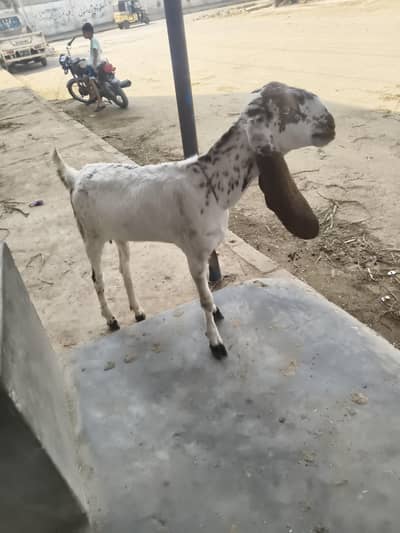 makkhi cheeni