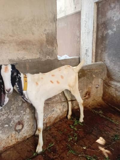 bakri goat path