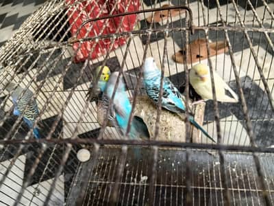 austrillan parrot