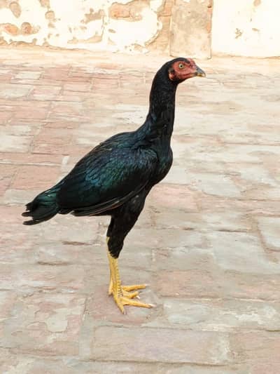 Black aseel murga original quality. .