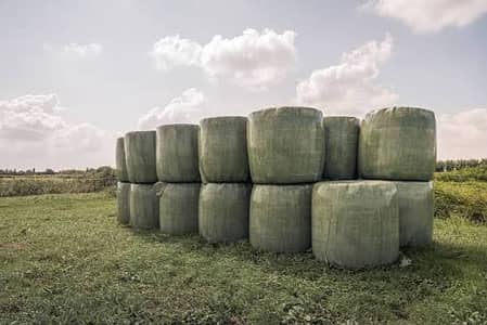 Silage /Animals Feed /Corn Silage/ Animal Feed/ Maki Silage pure Feed