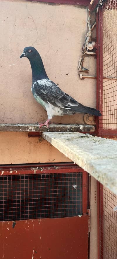 2 Lal pari dubwali madiya for sale