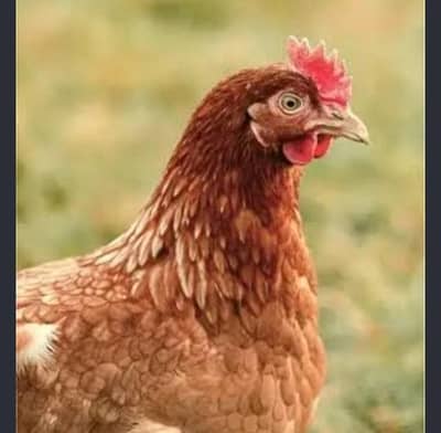 Golden misri eggs lying hens