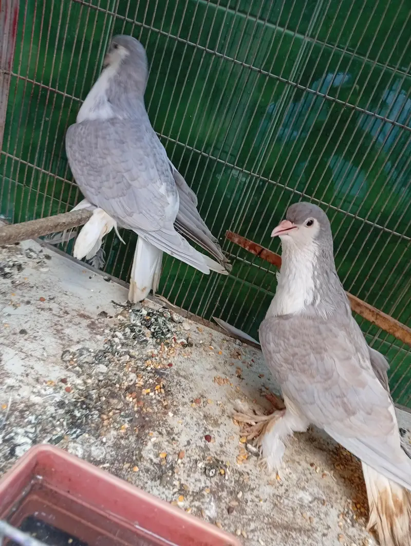 LAHORI SHERAZI HEAVY ORIGINAL — photo 3