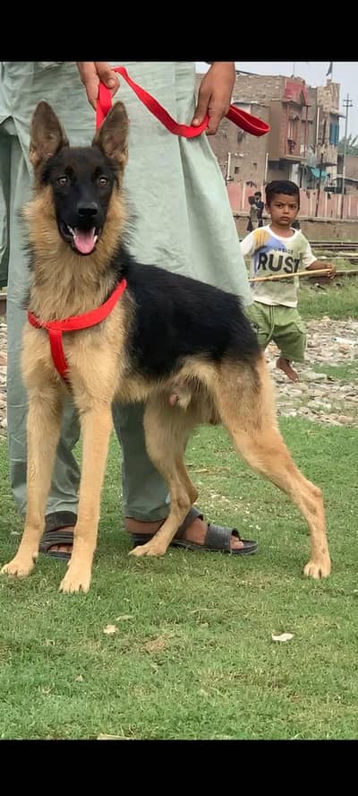 Alsatian bagiyari full security dog male age 5 months for sale