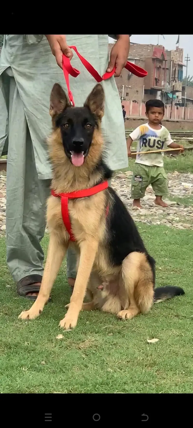 Alsatian bagiyari full security dog male age 5 months for sale — photo 2