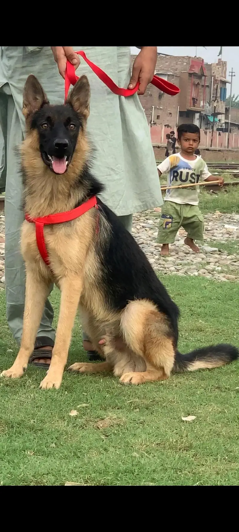 Alsatian bagiyari full security dog male age 5 months for sale — photo 3