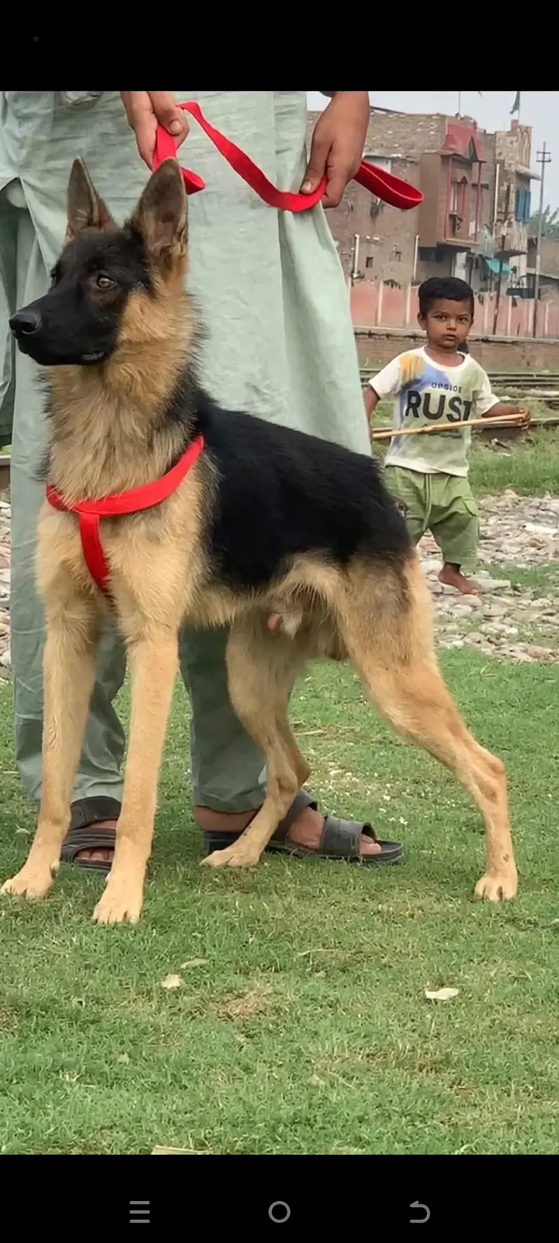 Alsatian bagiyari full security dog male age 5 months for sale — photo 4