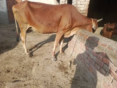 crow cow + male bachra