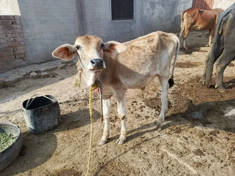 crow cow + male bachra — photo 2