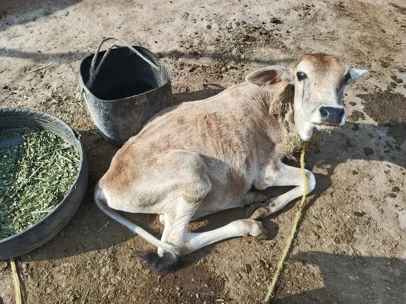 crow cow + male bachra — photo 3