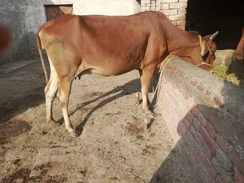 crow cow + male bachra — photo 4