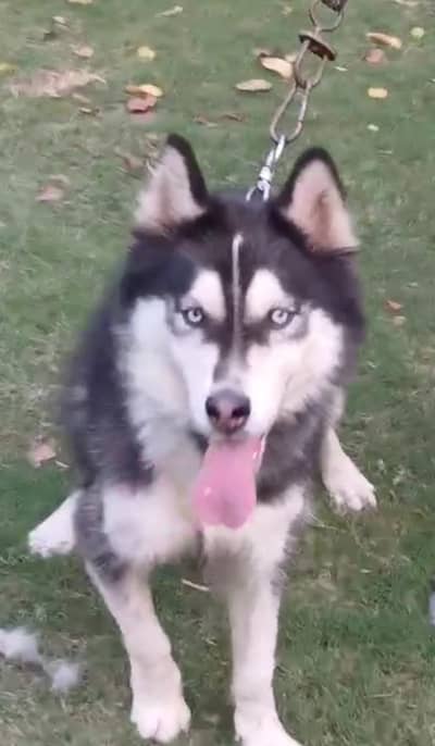 Husky male for sake age 18 months