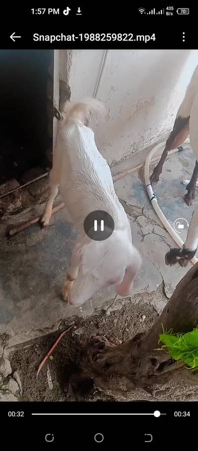 bakri for sell