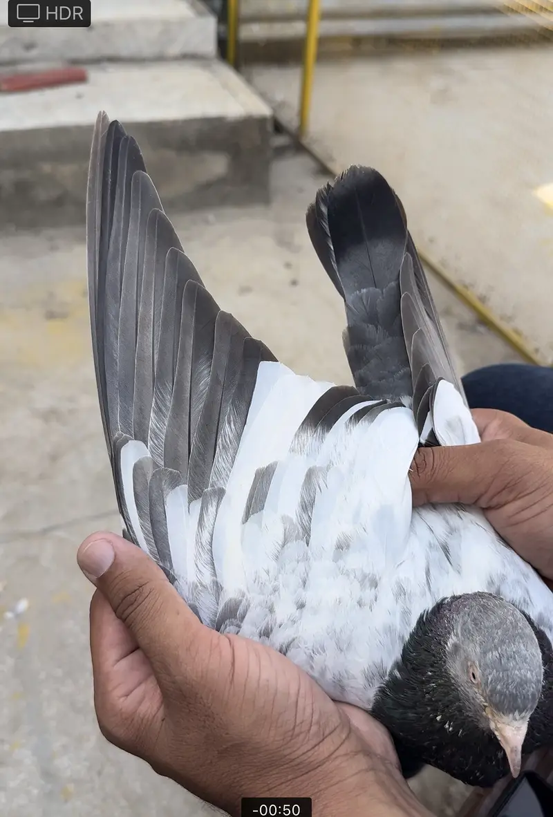 Tasweer wala golden — photo 3