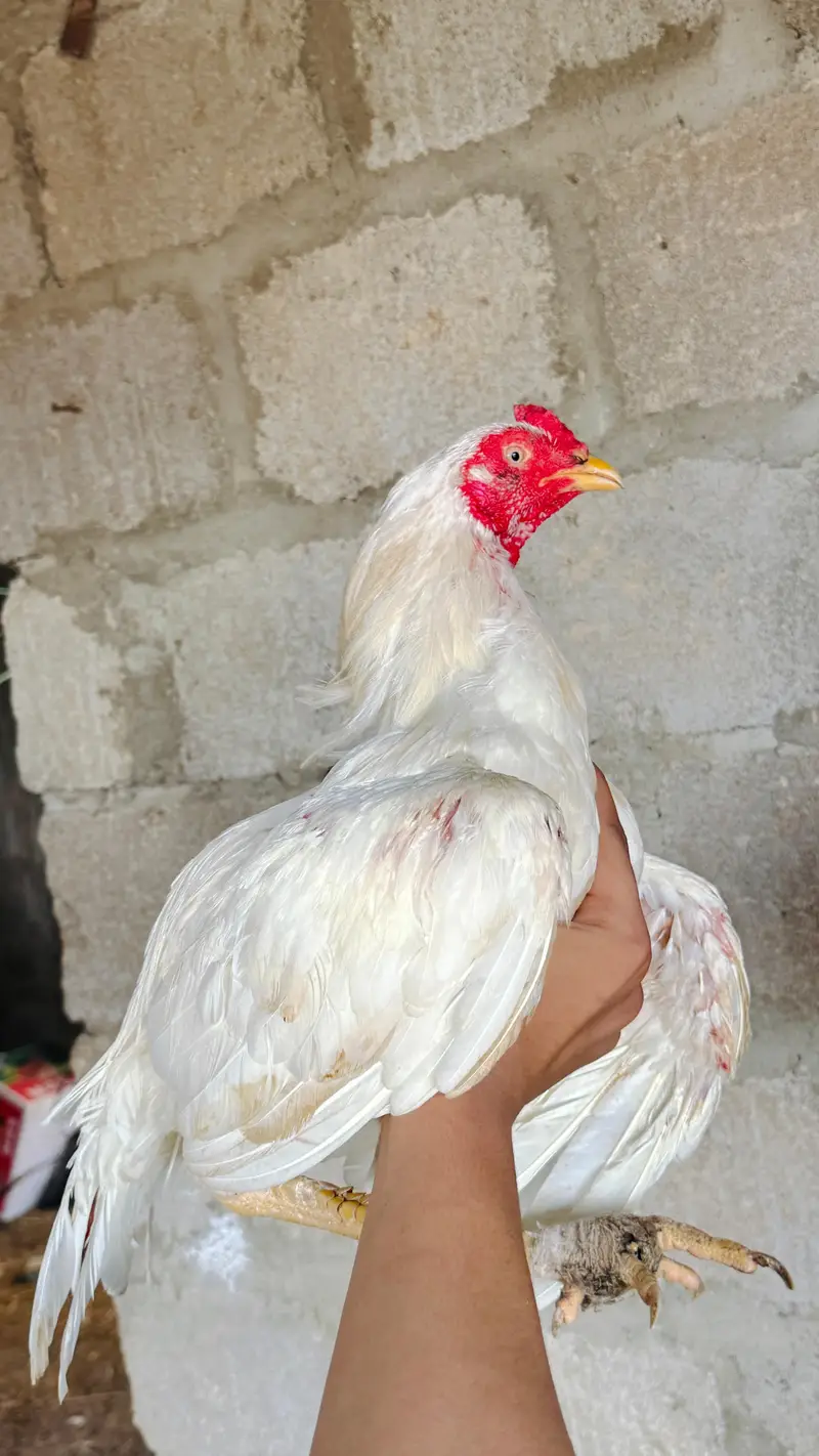 aseel murga — photo 3