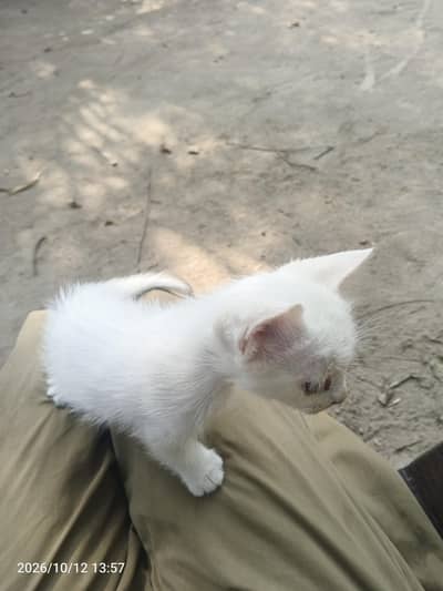 Persian cat for sale