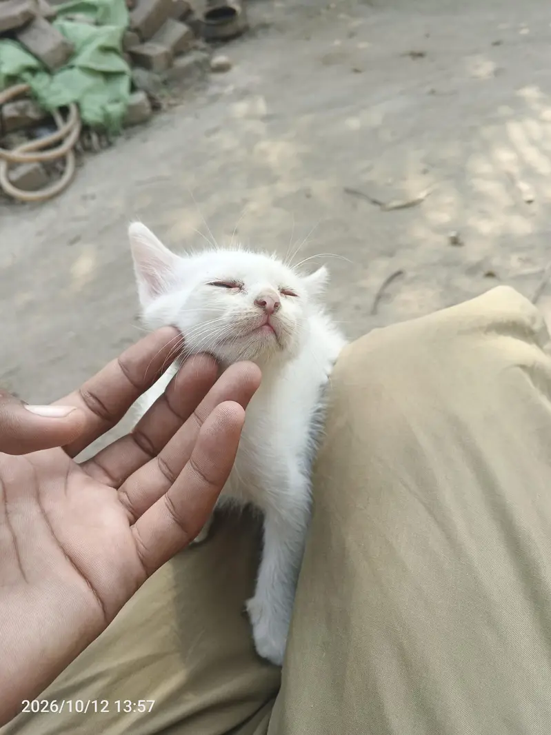 Persian cat for sale — photo 2