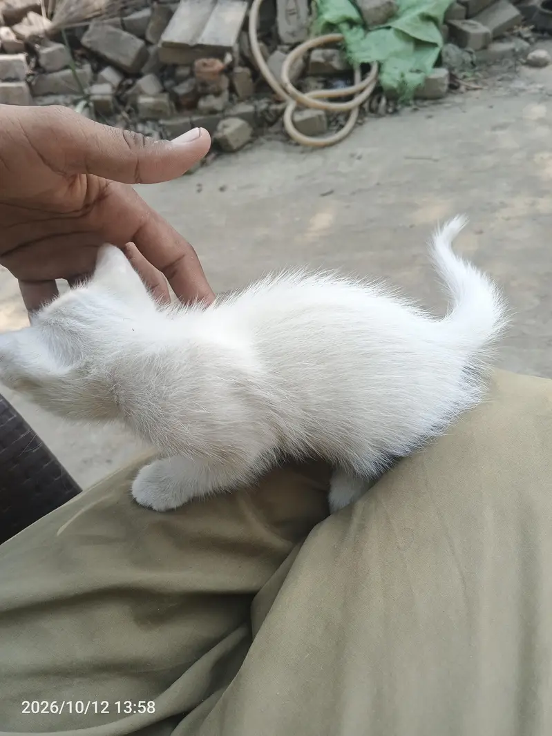 Persian cat for sale — photo 3