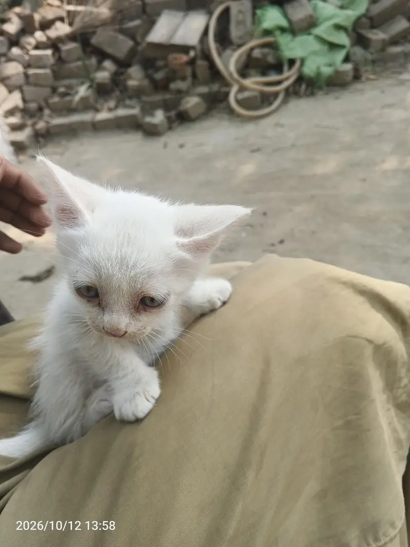 Persian cat for sale — photo 4