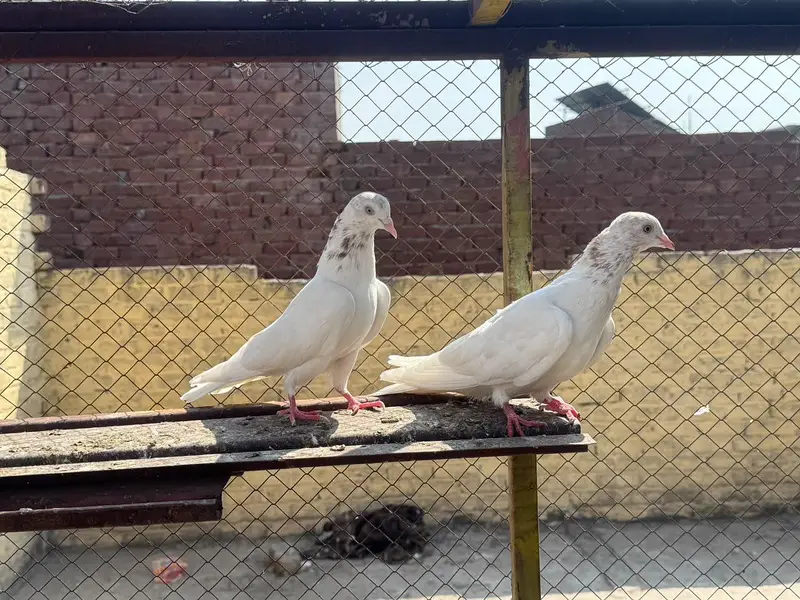 lakha pira — photo 2