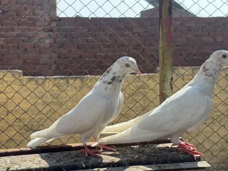 lakha pira — photo 3