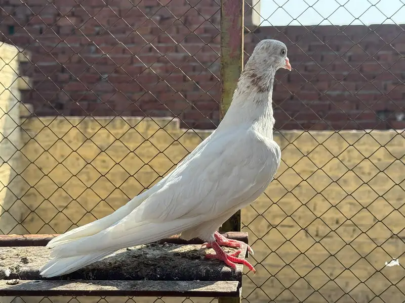 lakha pira — photo 6